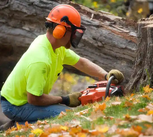 tree services Evaro